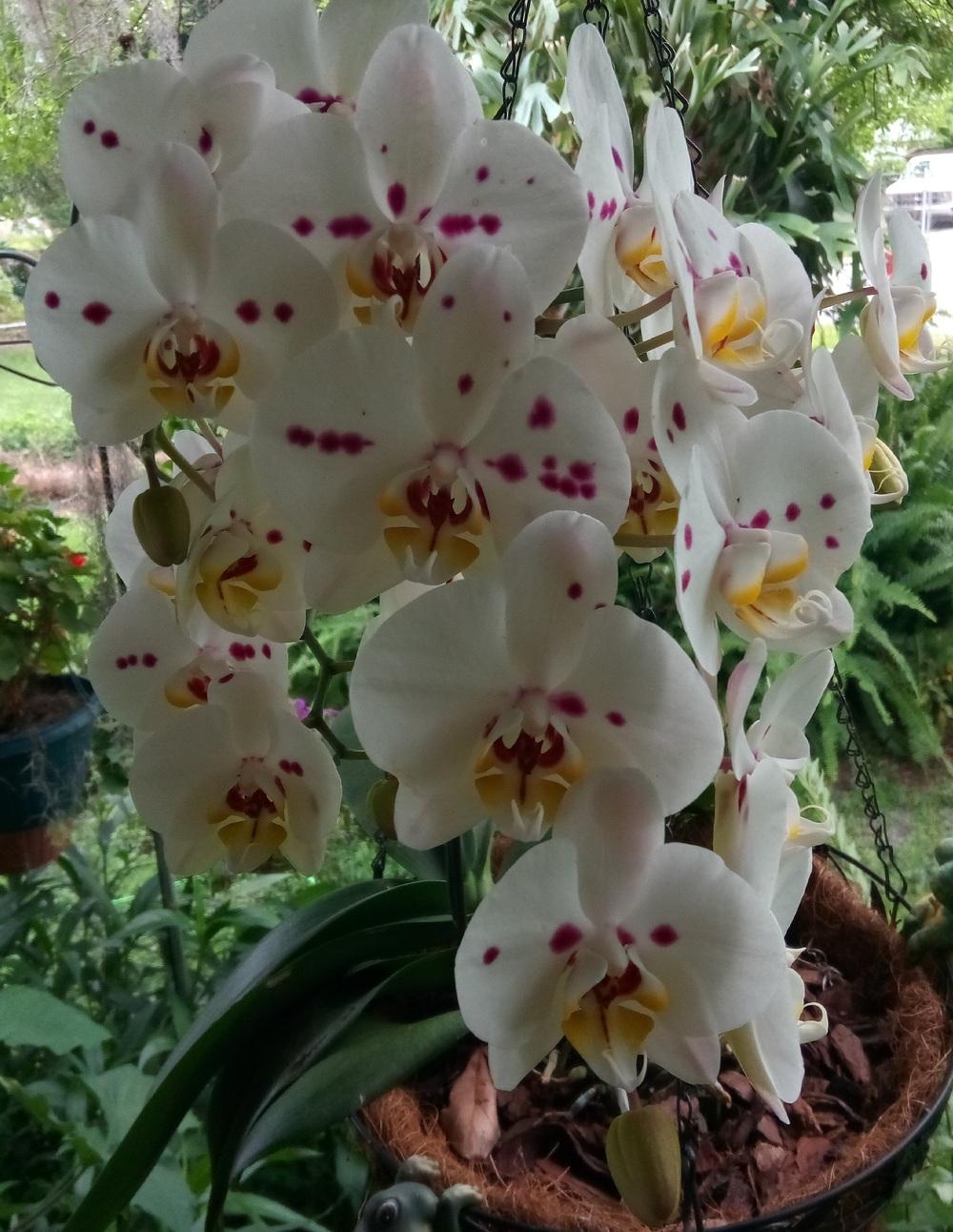 Photo of Moth Orchid (Phalaenopsis) uploaded by zeta7
