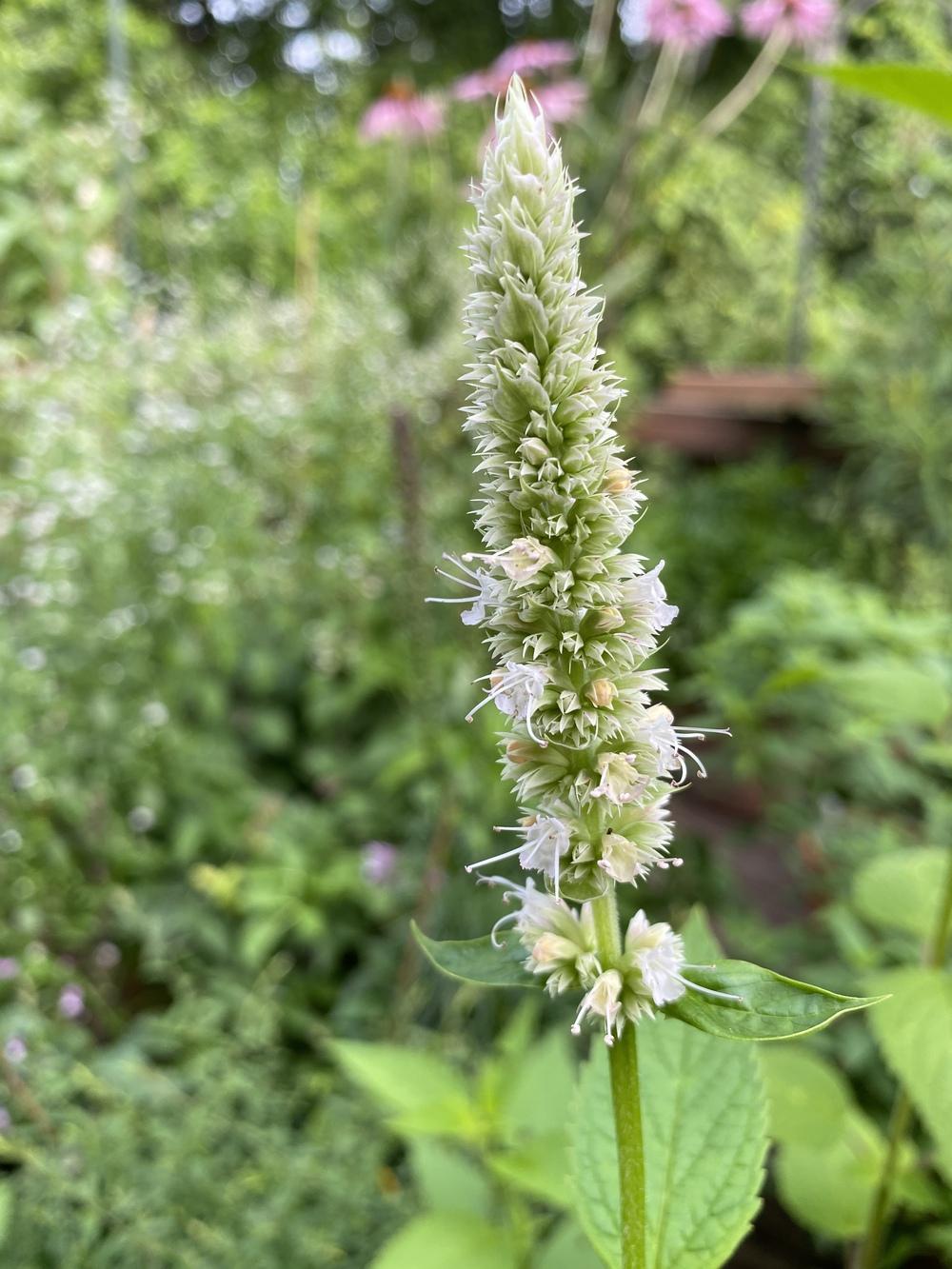Photo of Lavender Hyssop (Agastache scrophulariifolia) uploaded by Gerris2