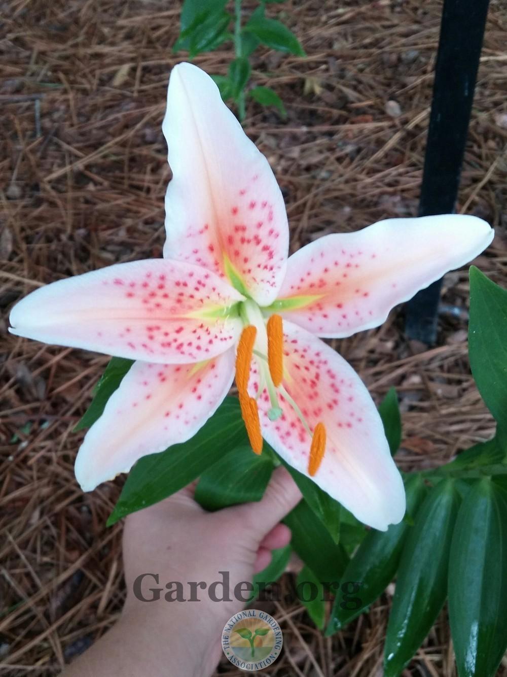 Photo of Lily (Lilium 'Salmon Star') uploaded by Hamwild
