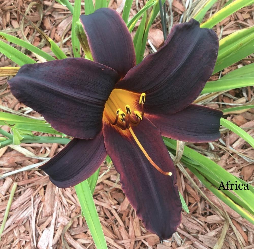 Photo of Daylily (Hemerocallis 'Africa') uploaded by KYgal