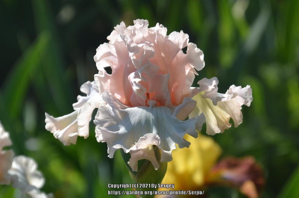 Photo of Tall Bearded Iris (Iris 'Magical') uploaded by Serjio