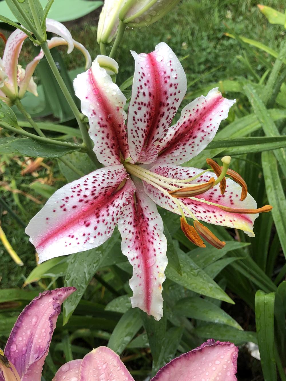 Photo of Oriental Lily (Lilium 'Dizzy') uploaded by Lilydaydreamer