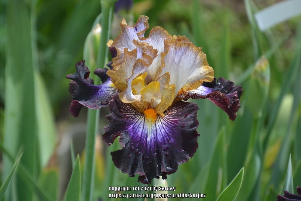 Photo of Tall Bearded Iris (Iris 'Mixed Signals') uploaded by Serjio