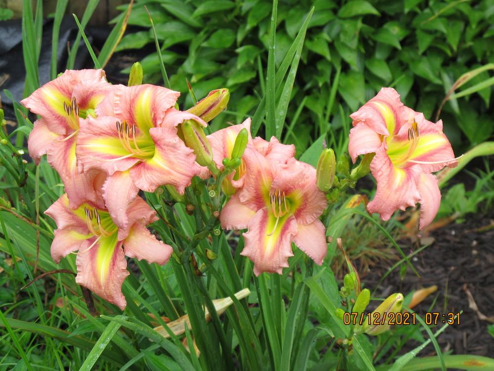 Photo of Daylily (Hemerocallis 'Westbourne Whipperwill Call') uploaded by beenthere