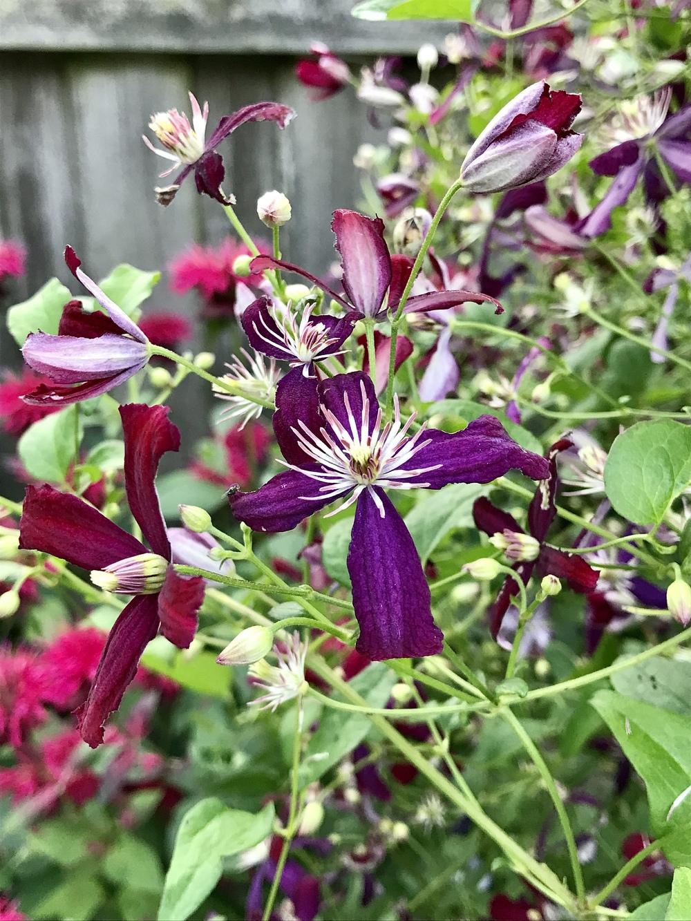 Photo of Clematis 'Sweet Summer Love' uploaded by BeautifulRoots