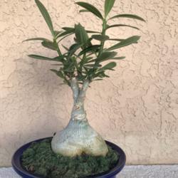 Location: Tampa, Florida
Date: 2021-07-13
Newly purchased adenium marketed as houseplant bonsai.