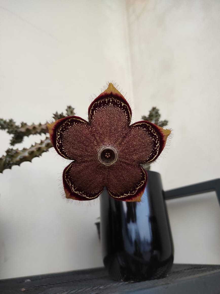 Photo of Persian Carpet Flower (Ceropegia sordida) uploaded by Kaktus