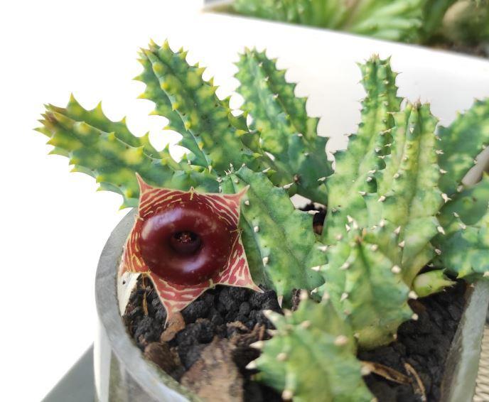 Photo of Lifesaver Plant (Ceropegia zebrina subsp. zebrina) uploaded by Kaktus