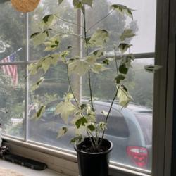 Location: Indoors.  Killingly, CT USA
Date: 7/10/2021
Summer growth