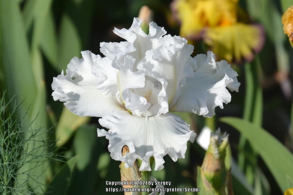Photo of Tall Bearded Iris (Iris 'My Beloved') uploaded by Serjio