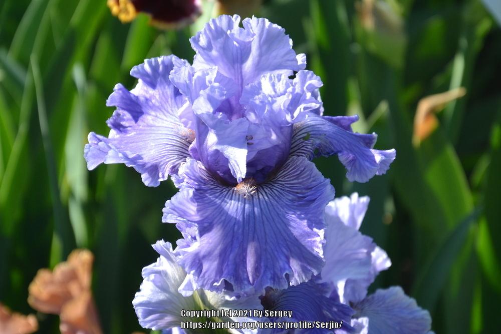 Photo of Tall Bearded Iris (Iris 'Ocean Liner') uploaded by Serjio