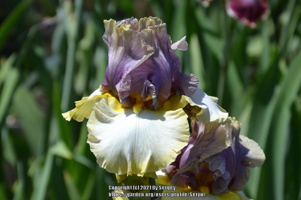 Photo of Tall Bearded Iris (Iris 'Mysterious Ways') uploaded by Serjio
