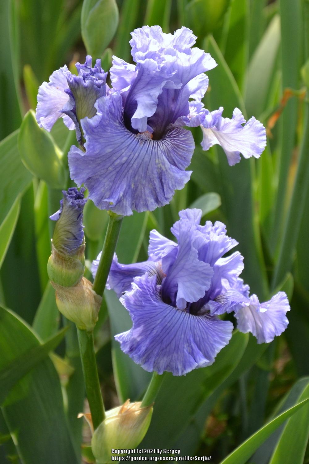 Photo of Tall Bearded Iris (Iris 'Ocean Liner') uploaded by Serjio