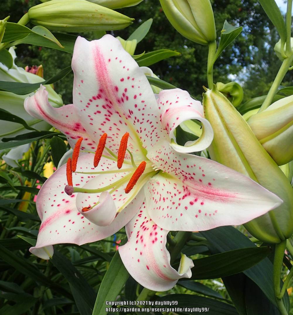 Photo of Lily (Lilium 'Solution') uploaded by daylilly99