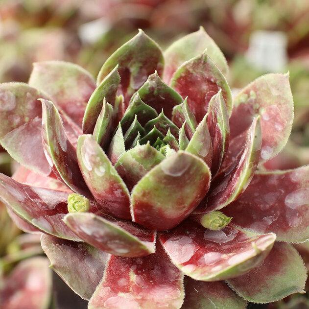 Photo of Hen and Chick (Sempervivum 'Red West') uploaded by Joy