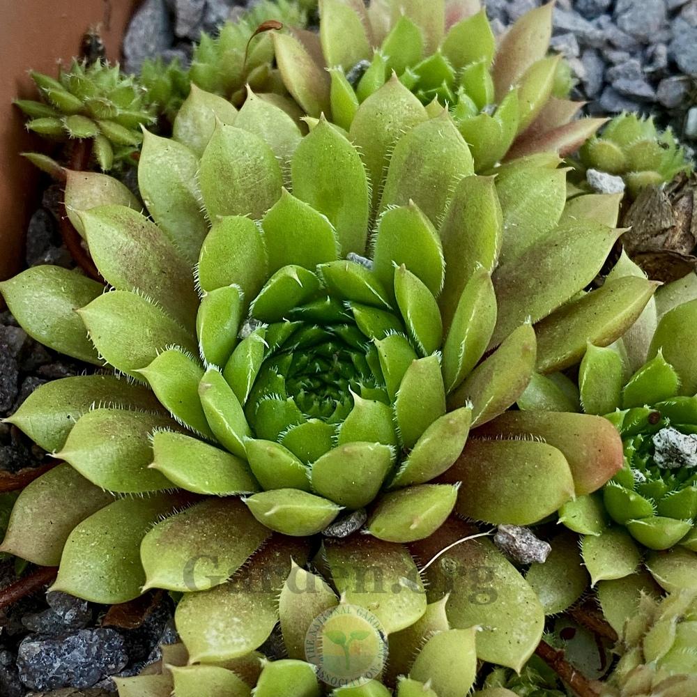 Photo of Hen and Chicks (Sempervivum 'California') uploaded by springcolor