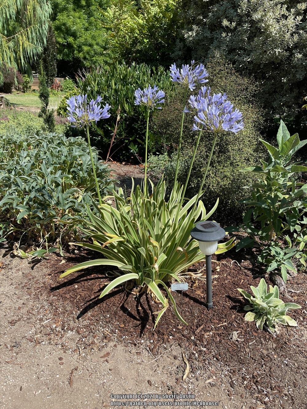 Photo of Lily of the Nile (Agapanthus 'Silver Streak') uploaded by Henhouse
