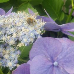 Location: Shirley, NY
Date: 07/10/2021
Honey Bee on a Hydrangea