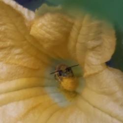 Location: Shirley, NY
Date: 07/10/2021
SQUASH BEE ON ZUCCHINI BLOOM