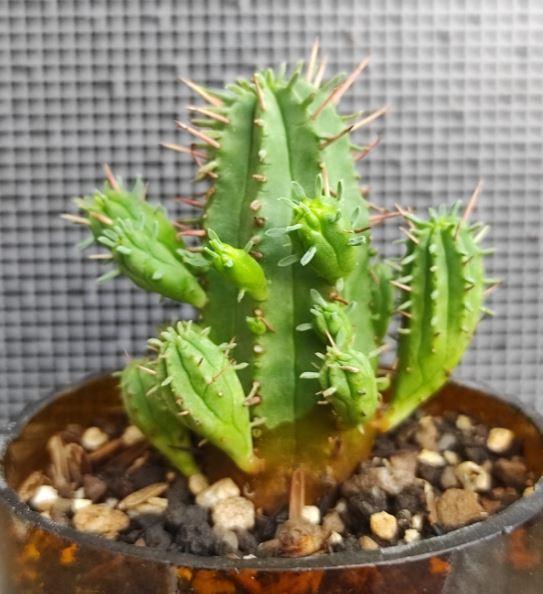 Photo of Euphorbia (Euphorbia ferox) uploaded by Kaktus