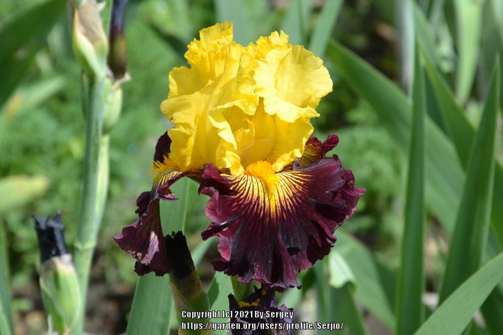 Photo of Tall Bearded Iris (Iris 'Pirate Ahoy') uploaded by Serjio