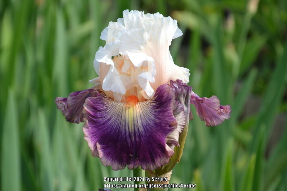 Photo of Tall Bearded Iris (Iris 'Pop Idol') uploaded by Serjio