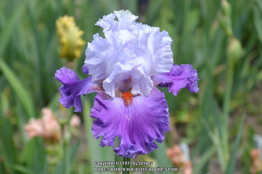 Photo of Tall Bearded Iris (Iris 'Polka') uploaded by Serjio