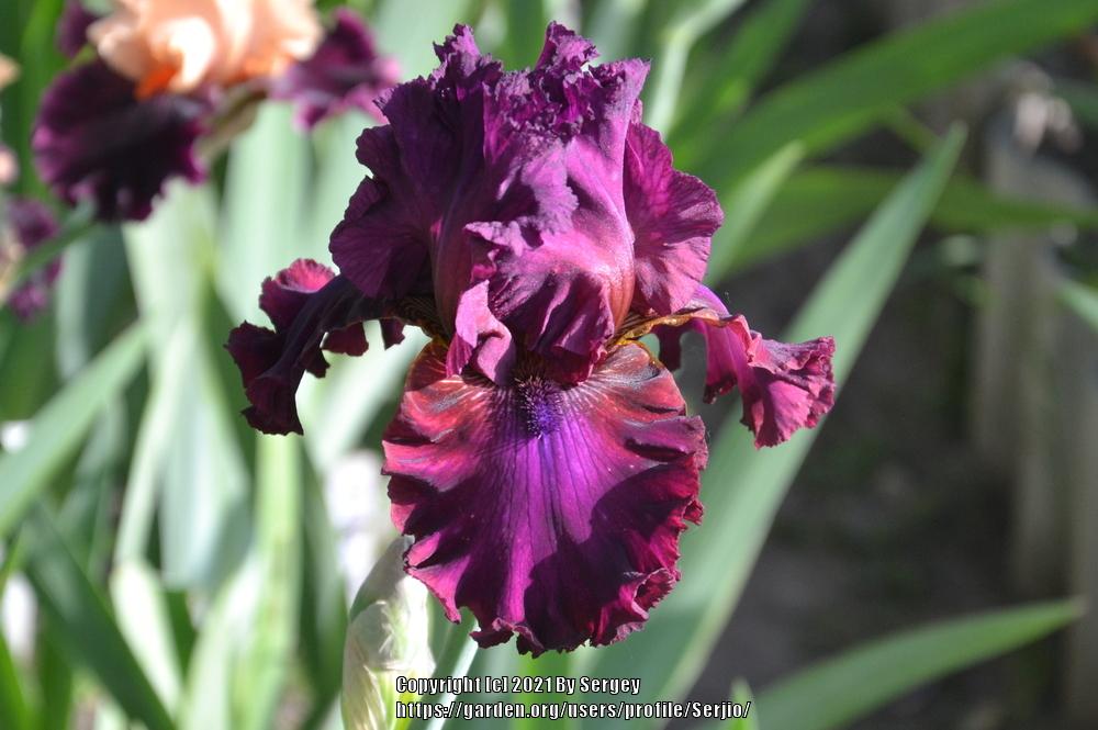Photo of Tall Bearded Iris (Iris 'Palace Symphony') uploaded by Serjio