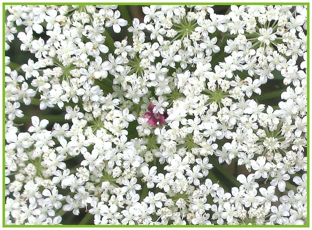 Photo of Queen Anne's Lace (Daucus carota) uploaded by Strever