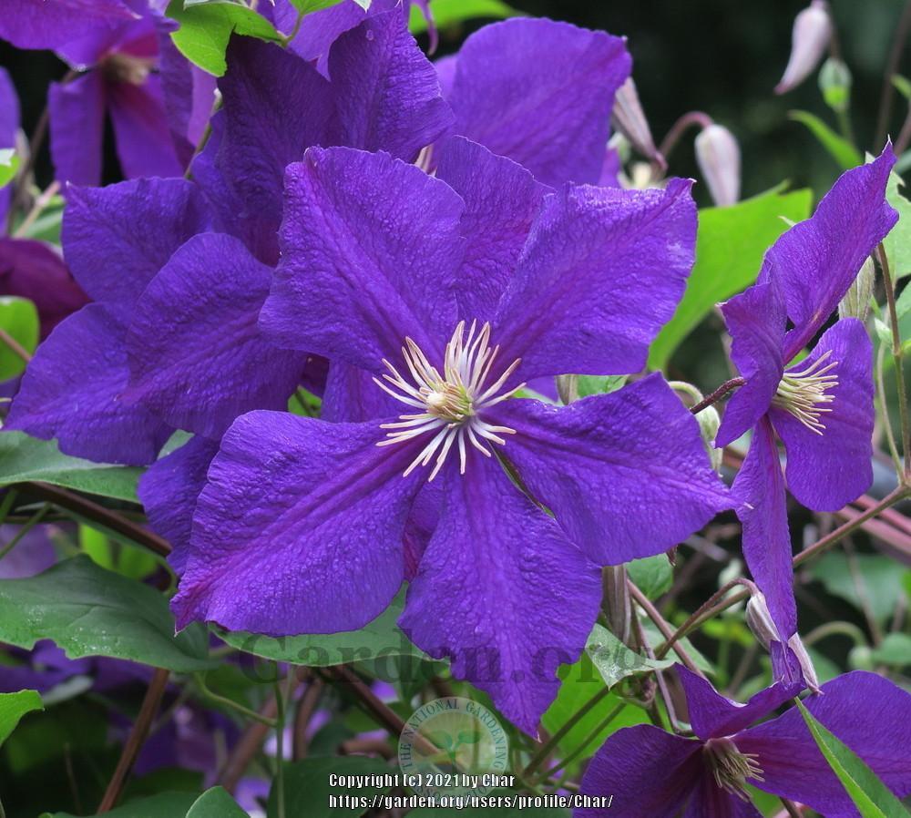 Photo of Clematis 'Jackmanii Superba' uploaded by Char