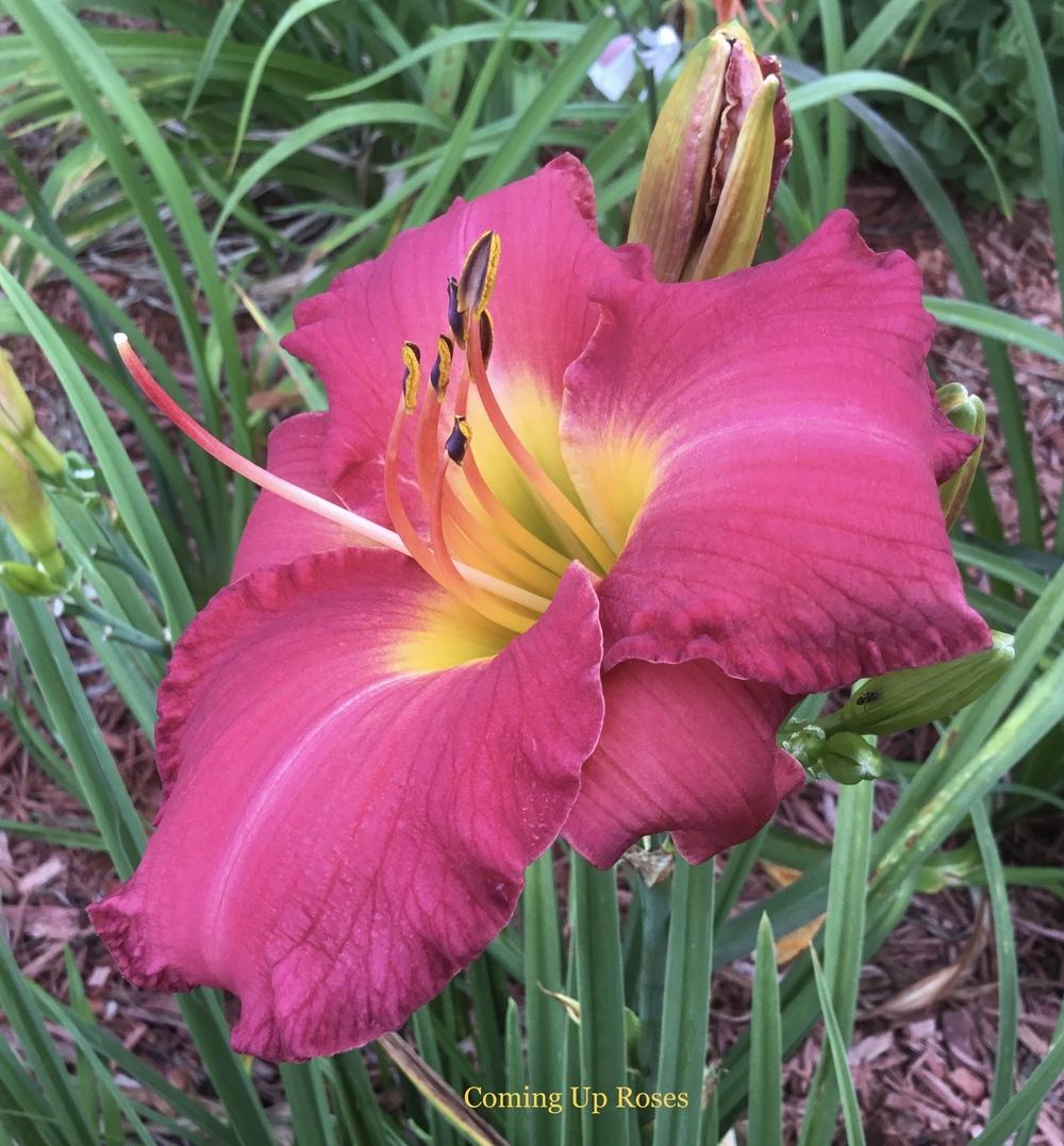 Photo of Daylily (Hemerocallis 'Coming Up Roses') uploaded by KYgal