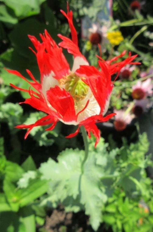 Photo of Feathered Poppy (Papaver somniferum 'Danish Flag') uploaded by janelp_lee
