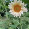 Procut White Lite Sunflower