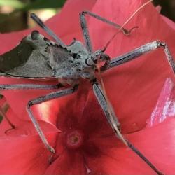 Location: Gardenfish garden 
Date: July 17 2021
Photo bombed by a wheel bug!