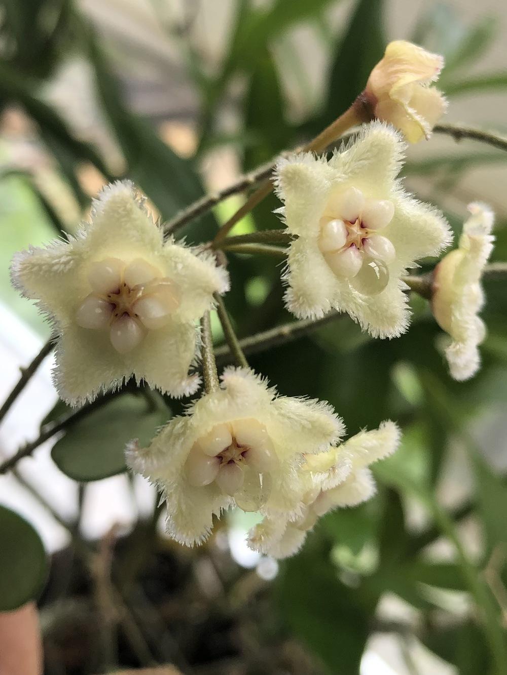 Photo of Wax Plant (Hoya serpens) uploaded by FaerieGardener
