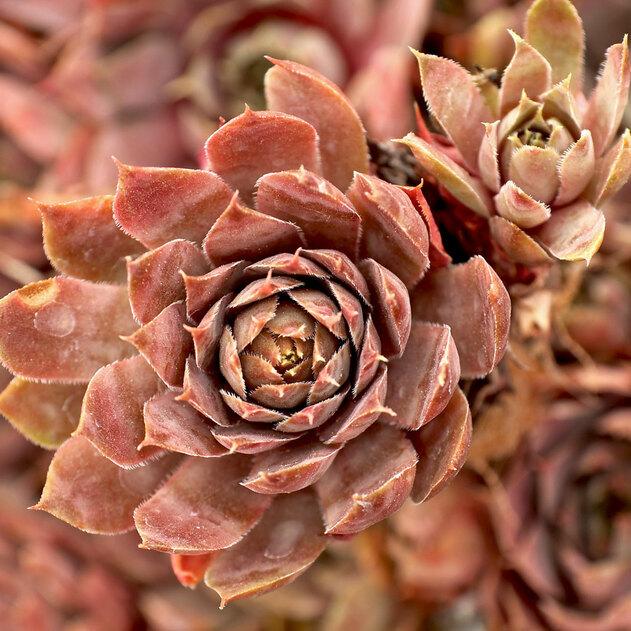 Photo of Hen and Chicks (Sempervivum 'Dame Arsac') uploaded by Joy