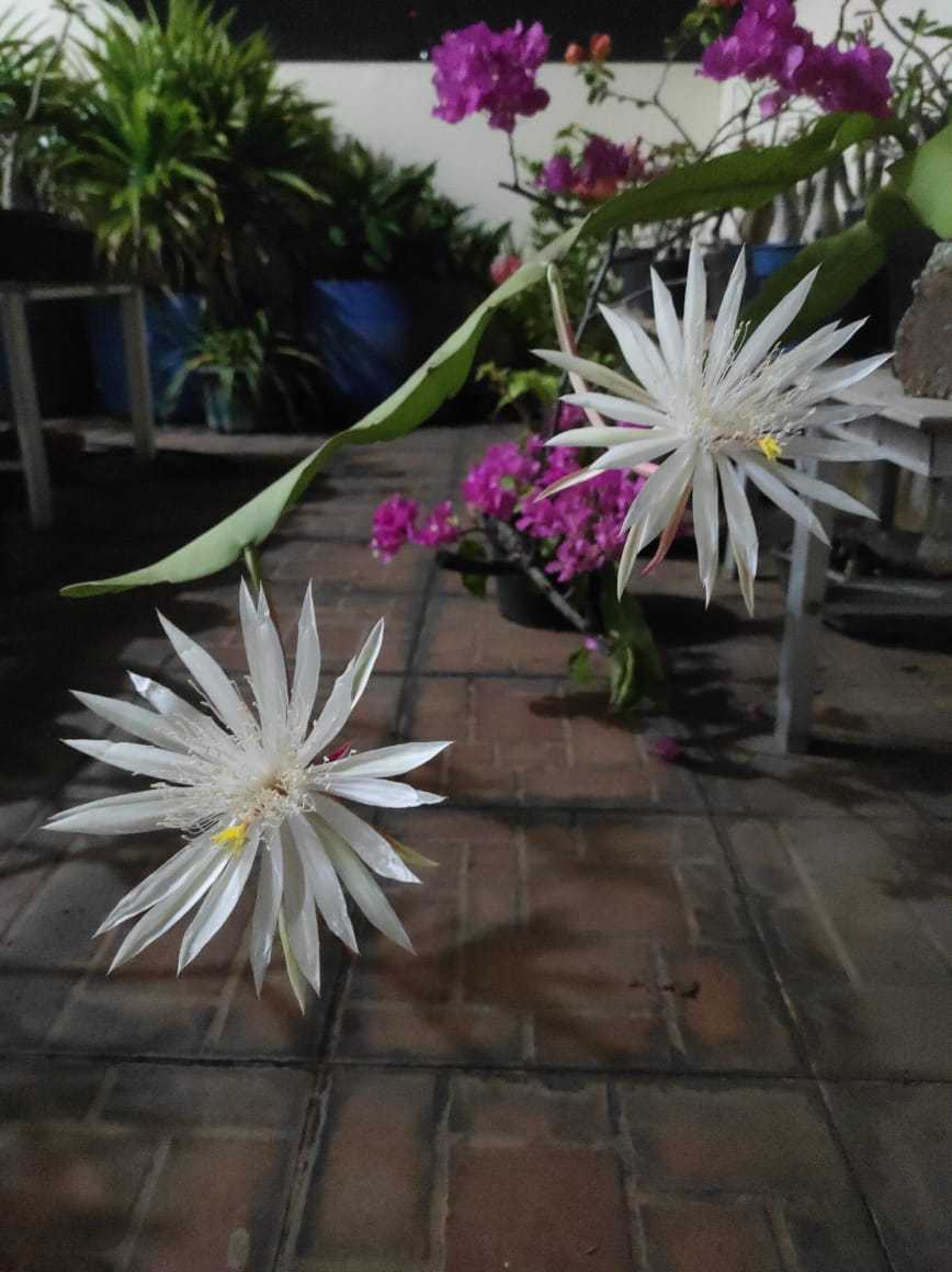 Photo of Hooker's Orchid Cactus (Epiphyllum hookeri) uploaded by Kaktus