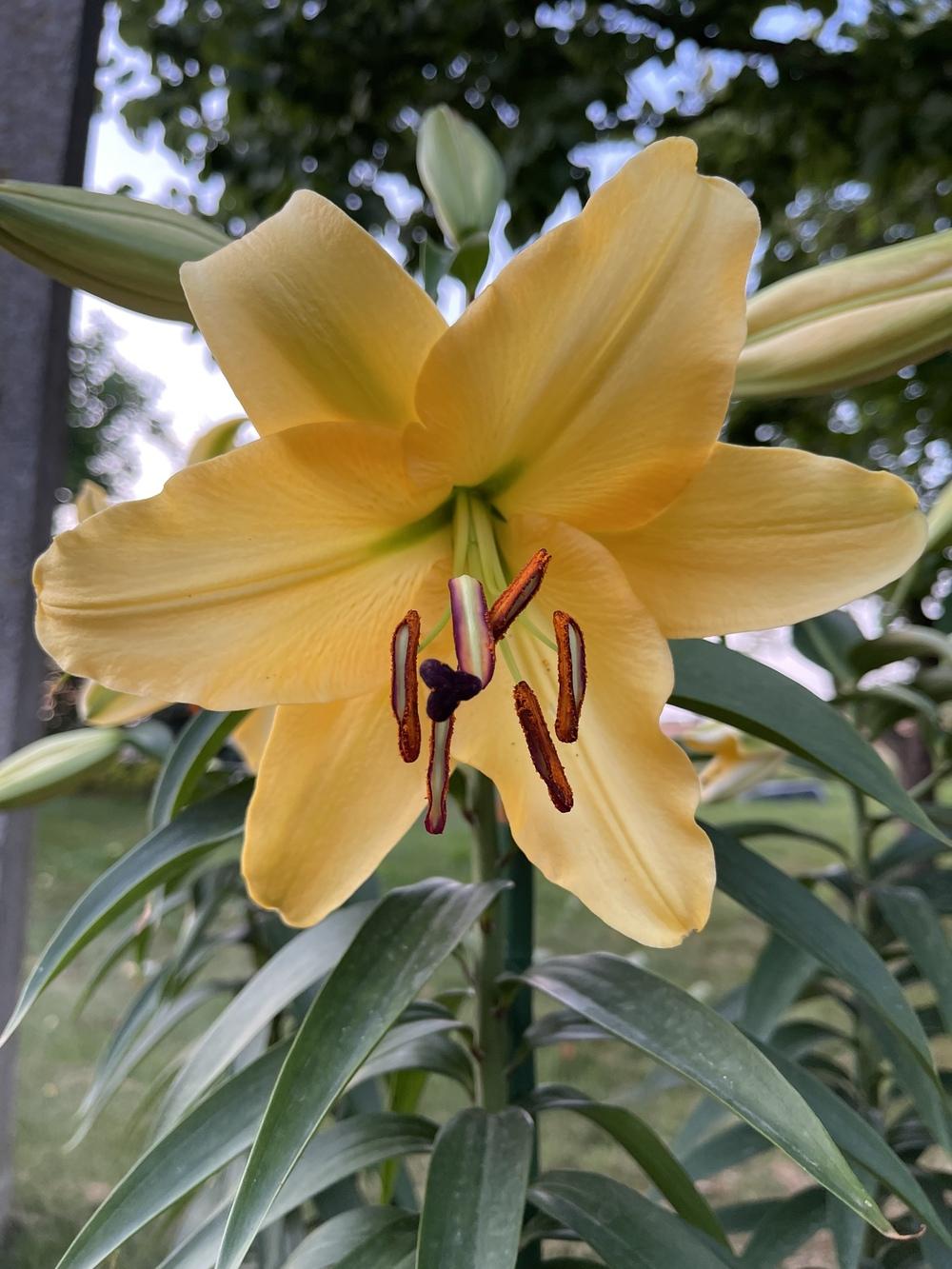 Photo of Lily (Lilium 'Corcovado') uploaded by Raimisx9