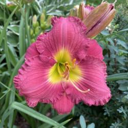 Location: My zone 5 garden.
Date: 2021-07-08
this is a really great daylily.
