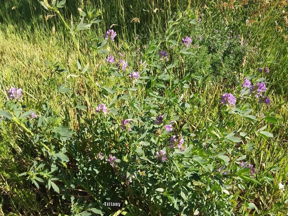Photo of Alfalfa (Medicago sativa) uploaded by purpleinopp