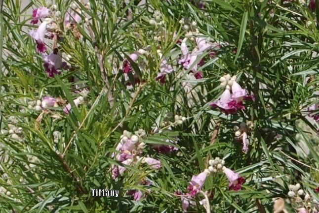 Photo of Desert Willow (Chilopsis linearis) uploaded by purpleinopp