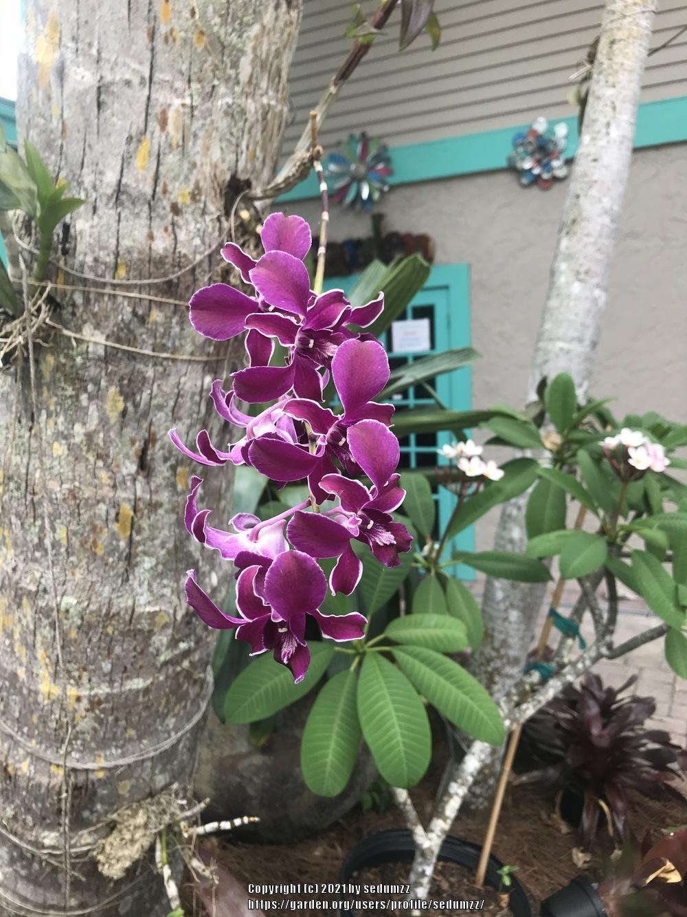 Photo of Orchid (Dendrobium) uploaded by sedumzz