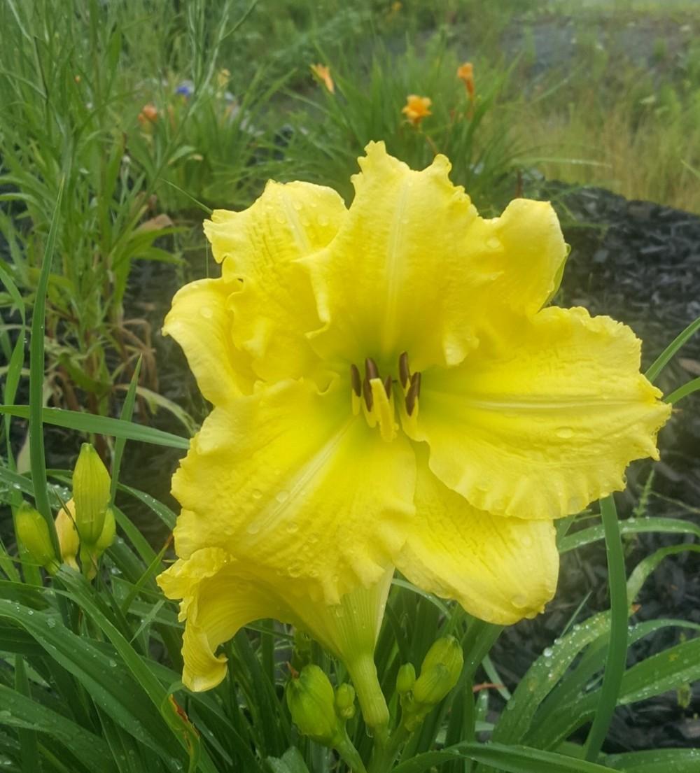 Photo of Daylily (Hemerocallis 'Grecian Gown') uploaded by AlistairS
