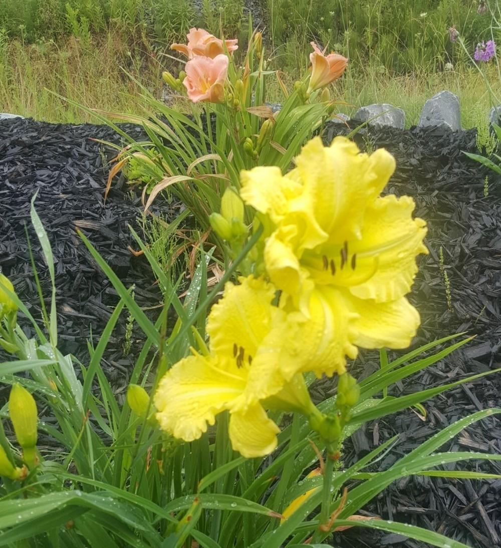 Photo of Daylily (Hemerocallis 'Grecian Gown') uploaded by AlistairS