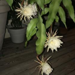 Location: West Central Alabama
Date: September 18, 2020
Blooms open only once after dark, then wilt and fall off.  Plant 