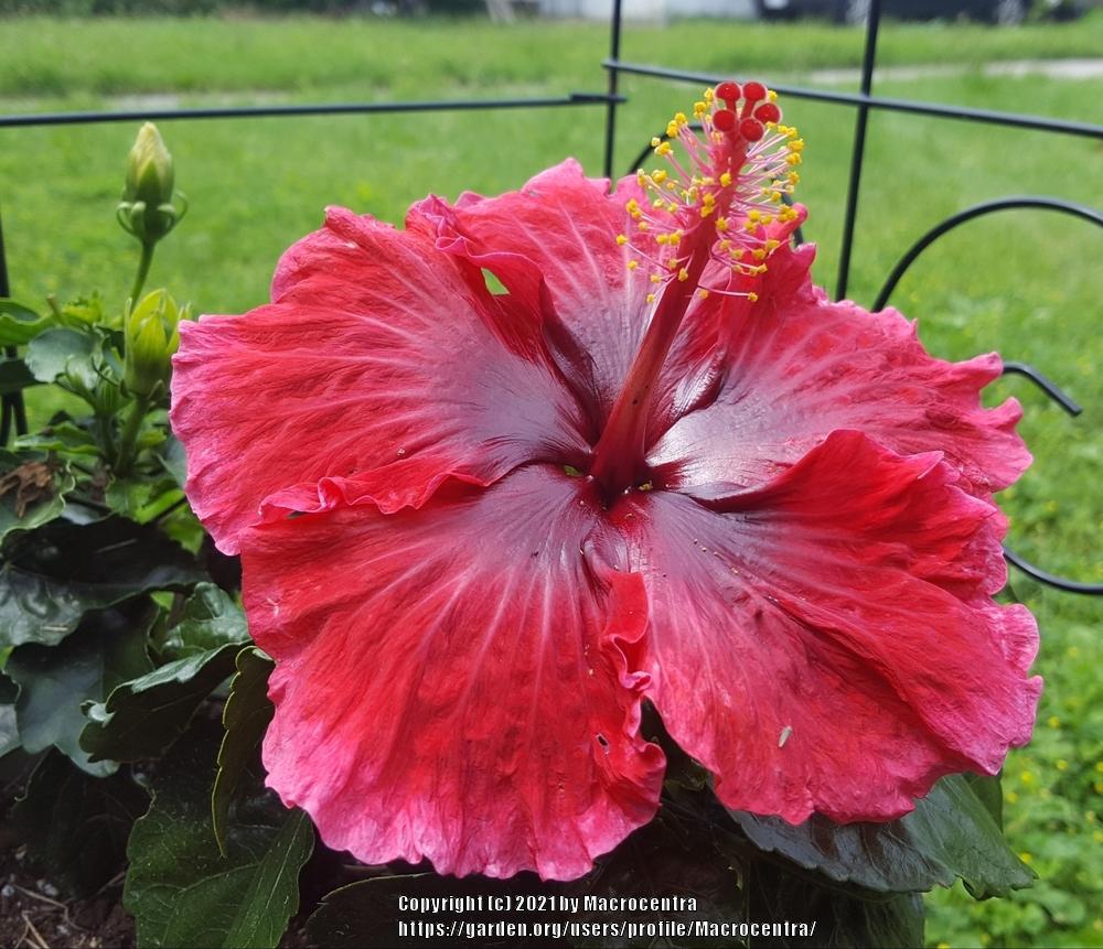 Photo of Tropical Hibiscuses (Hibiscus rosa-sinensis) uploaded by Macrocentra