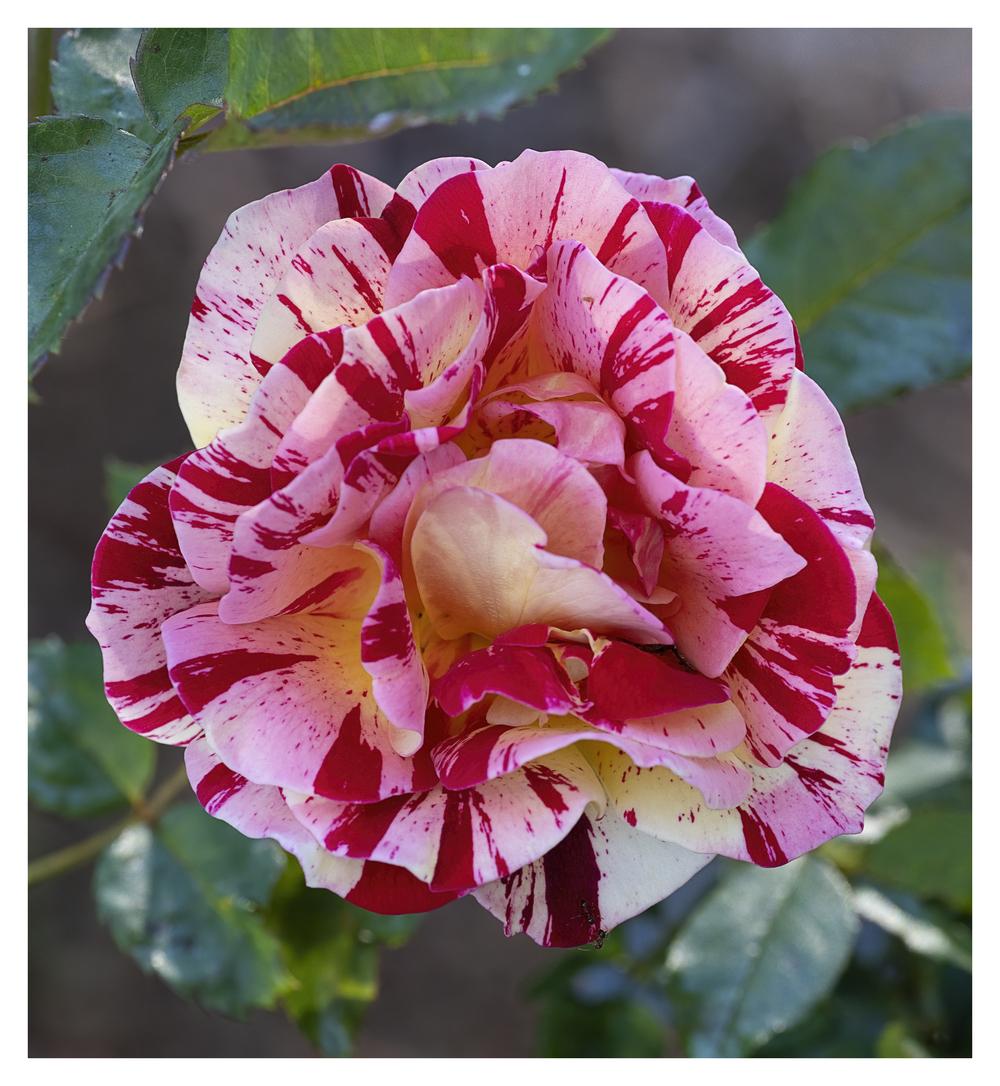Photo of Rose (Rosa 'George Burns') uploaded by kohala