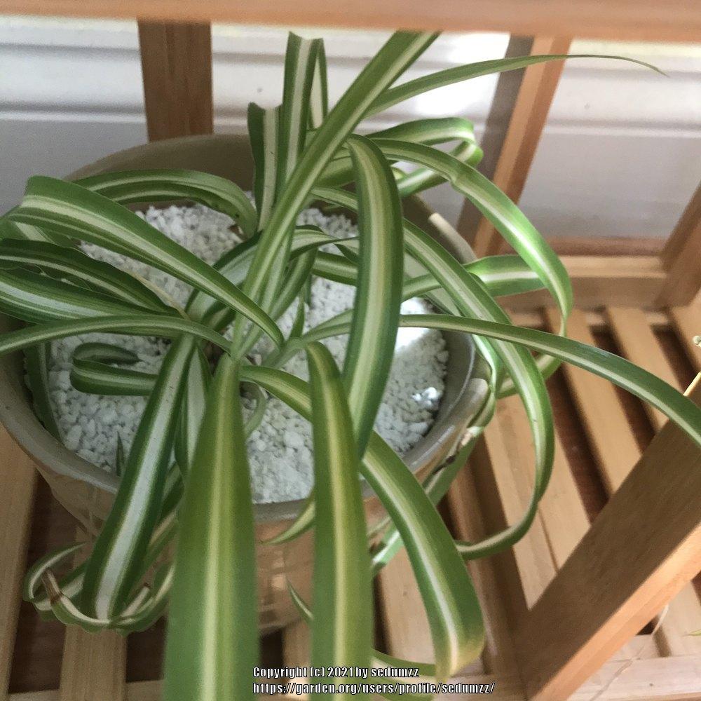 Photo of Curly Spider Plant (Chlorophytum comosum 'Bonnie') uploaded by sedumzz