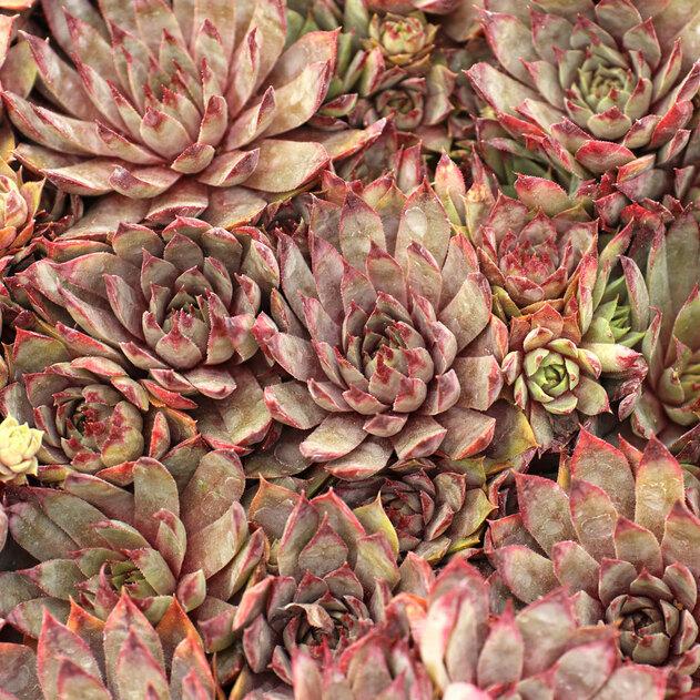 Photo of Hen and Chicks (Sempervivum 'Mulberry Wine') uploaded by Joy