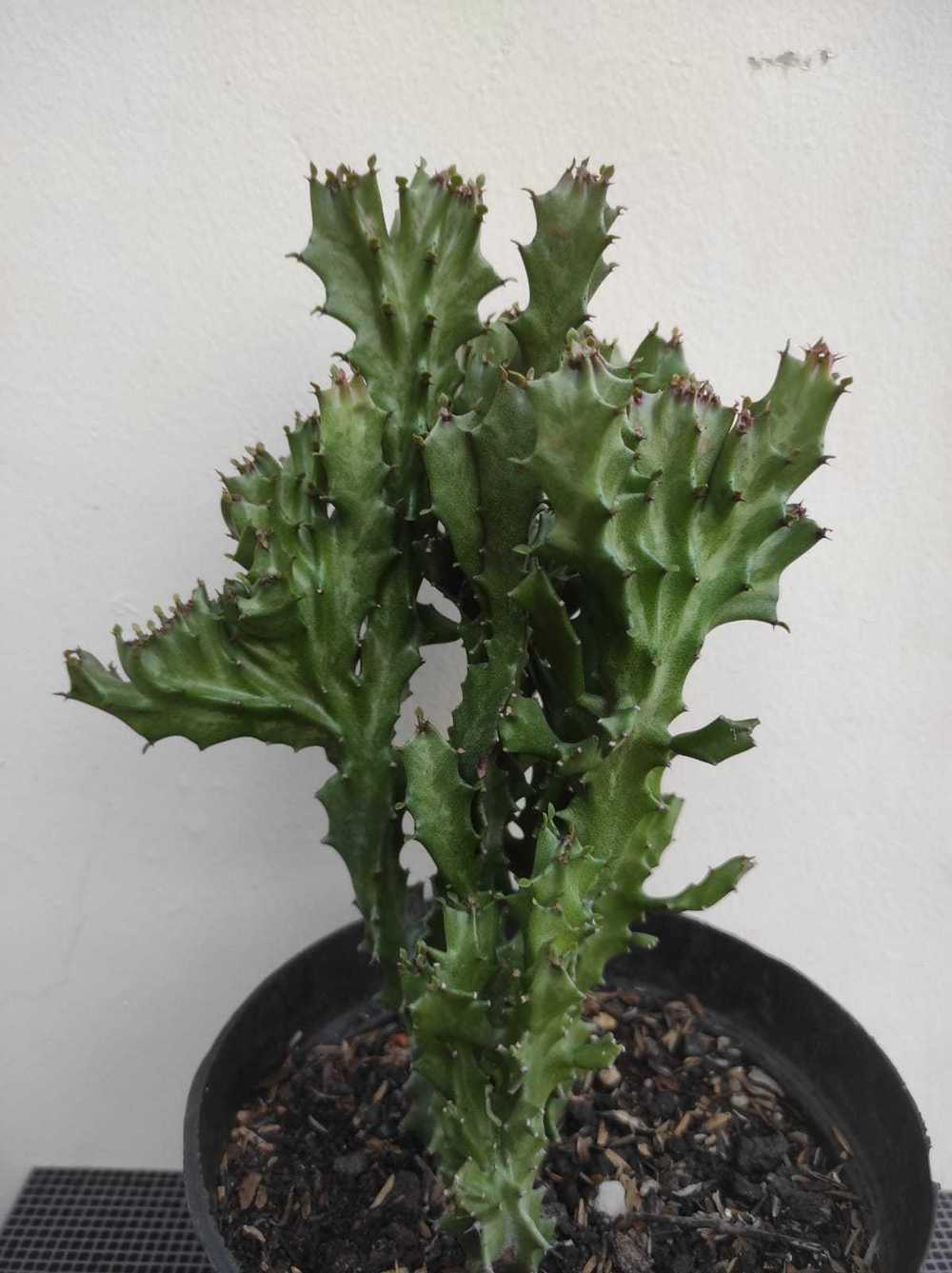Photo of Candelabra Plant (Euphorbia lactea) uploaded by Kaktus